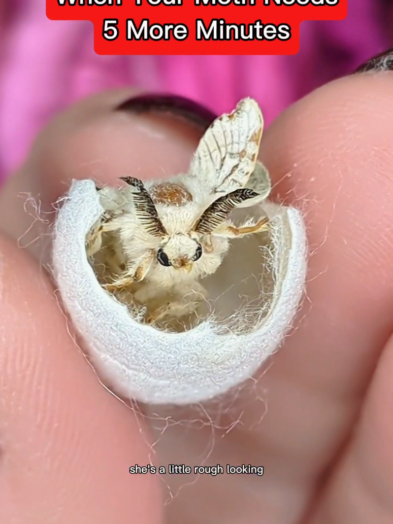 It's not their fault they get stuck #moths #domesticsilkmoth #silk  #creatorsearchinsights 