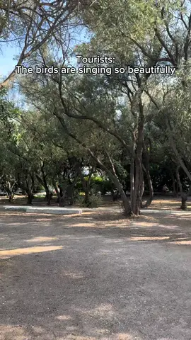 If you thought this sound was from birds… think again… 🐦🪳🤯#greece #italy #fyp #fyi #fyr 