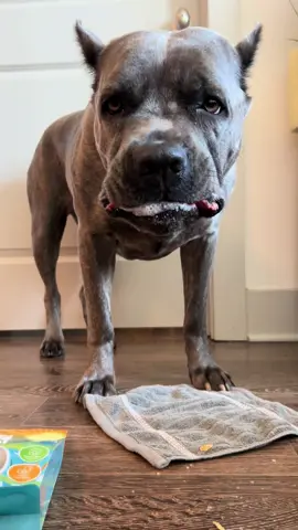 Has your dog tried an air dried duck foot? Remi loves crunchy on them and I love how it helps scrape the plaque and tartar off her teeth @Wholesome Beast #crunchyasmr #dogasmr #wholesomebeastpet #dogtreat code REMI15 to save 15% off 