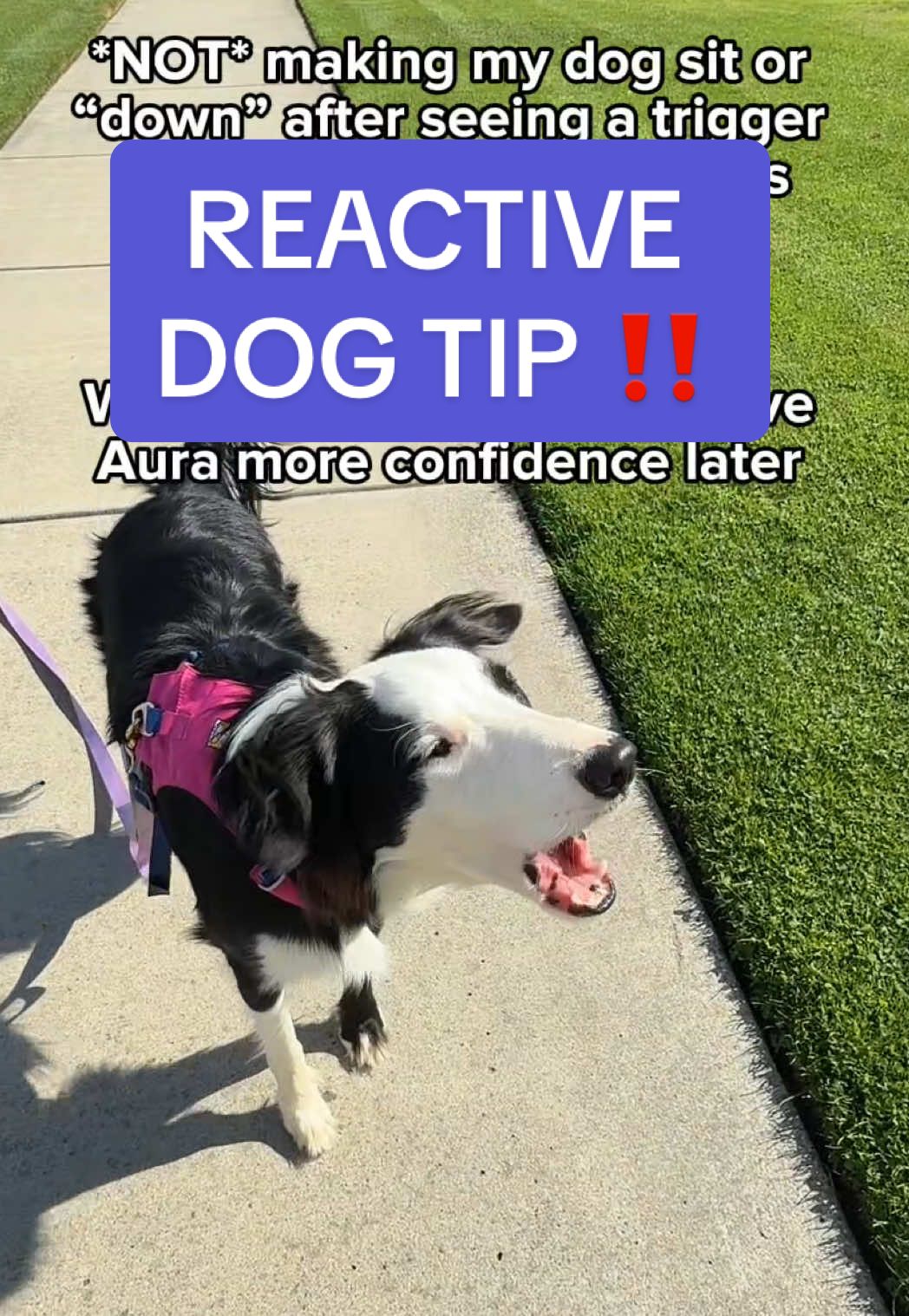 Confidence is created in the quiet, not the chaos👇  When our dogs are actively worried, it’s hard for them to think/process (much like the feeling you get when a car slams on their breaks in front of you 😬) I remember learning that if my dog was worried or barking/lunging, that I should make them sit and “deal with” the trigger, forcing them to look at me etc  That’s a mistake I will never do again, bc now I know that this leads to dogs shutting down and even worsening the issue Now, I teach Aura that if something scary appears, she has the ability to make a good decision for herself and move away Creating distance may be one of the most underrated tools to help our dogs build confidence What do you do if your dog sees something that worries them?  To watch Aura’s journey unfold, follow along 🫶 #reactivedog #rescuedog #bordercollie #dogtrainingtips #puppytraining