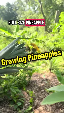 Growing pineapples 🍍 #pineapple  #growingpineapples #gardeningtips #andrethefarmer #foryoupage 