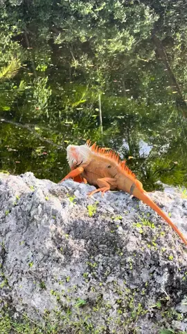 Meet the Majestic Iguana in Florida!
