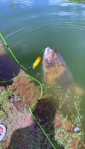 Cá kể trong truyền thuyết đây 😜 Con này ae đoán mấy kg?  #tradacauca #fishing #cauca 