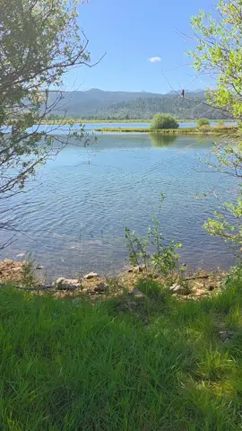 some Ducks Swimming in George town lake Anaconda Montana 
