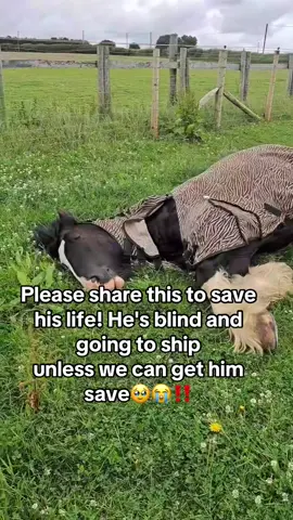 HE IS BLIND! HE SHIPS Today! He is shipping TODAY. He is an ex racing trotter (we will find out who he is) who is blind and was used as an Amish carriage horse until -his eyes couldn't work anymore so instead he was sent to the kill pen, thrown away. HE NEEDS RETIREMENT, not shipped for his meat to his death. Please your love and support is needed to save his life ‼️🥹😭 link in bio ##DonkeyRescue##DonkeyLovers##AnimalRescue##AustraliaForAnimals##GermanyLovesAnimals       