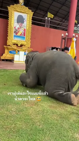 #ขนาดเขาเป็นสัตว์ยังขนาดนี้🥰🥰🥰