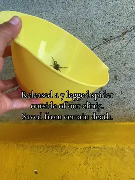 #spider #santamuerte #sevenleggedspider #respectlife #respectnature 