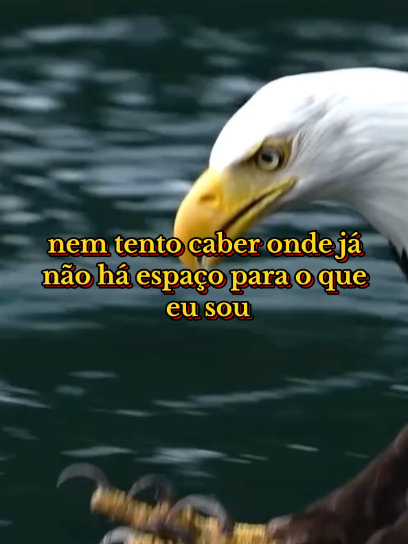 #reflexaododia #sabedoriadevida #frasesmotivadoras #tiktokmotivacional 