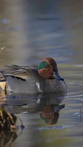 Who’s ready to hunt these little speed demons?! #ducks #waterfowl #duckseason #duckhunting 