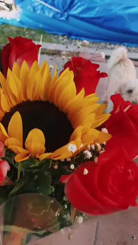 Qué hermosas flores, me regalaron el día de hoy#paratiiiiiiiiiiiiiiiiiiiiiiiiiiiiiii #flore #arreglosflorales 