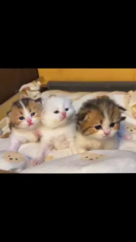 Cuteeee 🥰#cat #catbaby #catlover #cute #kitten 