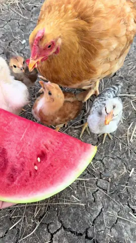 Snack time for mama and her babies 🐔🍉 They rush over, excited to eat, and as always, mama takes bites and passes them to her chicks  #backyardchickens #chickenlover #cute #fyp #motherhen 