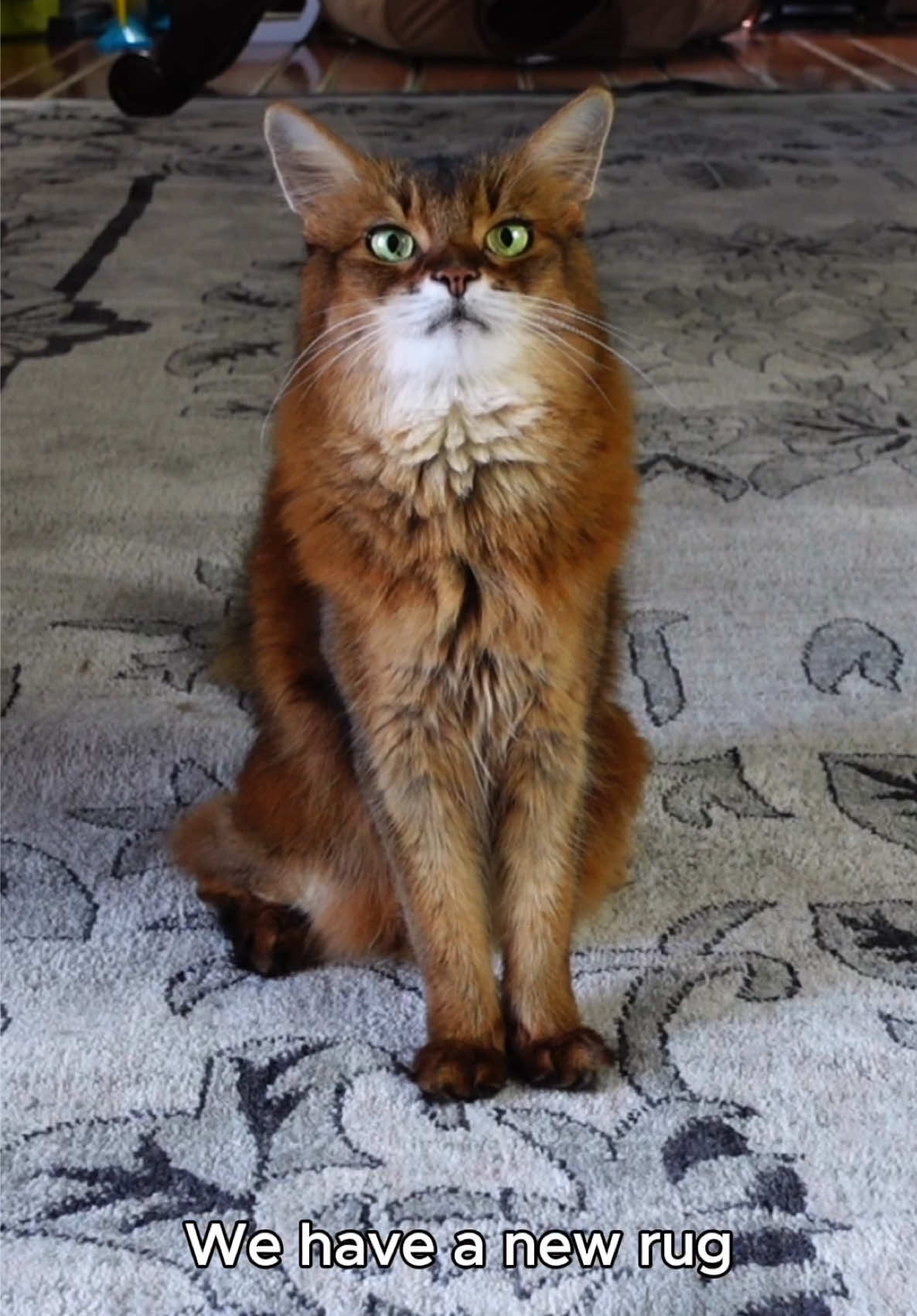 This is how Summer broke in our new living room rug - with a playtime session and a pretty cat dress! #cutecats, #viralvideos, #PetsOfTikTok, #funnyanimals,  #creatorsearchinsights 