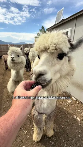 Blackberries was a success! You already know Shake didn’t want anything and you already know Cheese loved it. We love doing these videos! #peppergrassranch #muckbang #blackberry #tryingnewthings #newfood 