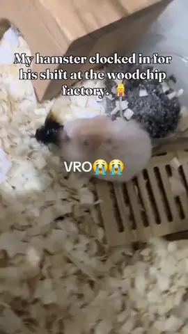 dude can put it away 😭😭 #hamster #funny #eat #bug  #lol  credits to :@Littlehamsbigworld on Instagram ✌️✌️
