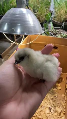🐥🐓#silkie #chicks #chickensoftiktok #babyanimals #cuteanimals #agclass 