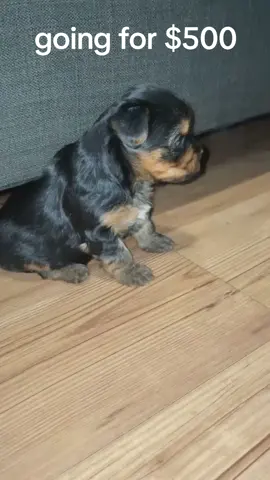 #yorkie #Male #yorkielover 