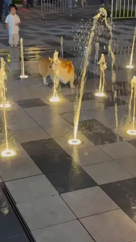 Happy puppy 🥰🐶 Follow us @corgi.pack for more adorable corgi moments! 🐶✨  . . . 📽️ Credit: To the original creator  ©️Only If this is your content, please DM us for credit or removal. Thank you! #corgi #corgipuppy #corgination #corgilove #corgicommunity #corgi_of_instagram #corgisofinstagram #corgigram #corgiaddict #corgiplanet #corgiworld #corgilover #ilovecorgi #corgifeed #corgismile #corgidog #dog #corgistagram #corgisgonnacorg #corgiofinstagram #corgisrule #corgidogs #corgipup #corginstagram #corgilife