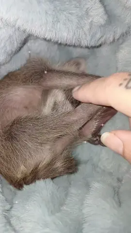 so much progress in such little time from the changes in his looks down to him confidently latching & finding a nipple that works for him. we still have quite a journey ahead of us so any help & positive vibes are greatly appreciated! #thecutest #babyanimals #raccoon #babyraccoon #progress 