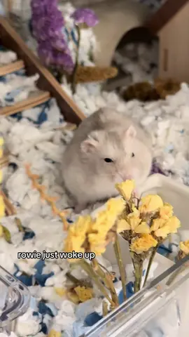 say good morning rowieee #hamster #hamsters #fyp #foryou #sleep 