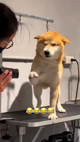 Funny time 😆🤣 #funnyvideos #animalsoftiktok #voiceover #dogsoftiktok #catsoftiktok #PetsOfTikTok 