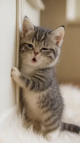 #apt #lipsync #trendingvideos #singingcat #kitten 