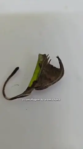 a camuflagem de diferentes animais mostra a diversidade da evolução!! #minutodobicho #biologia #biologiamarinha #camuflagem #curiosidades 