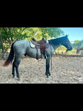 Sugars Rockin 2023 Bay Roan Gelding - 15 Rides - ready to go your way 🥰 Waco, TX $7500