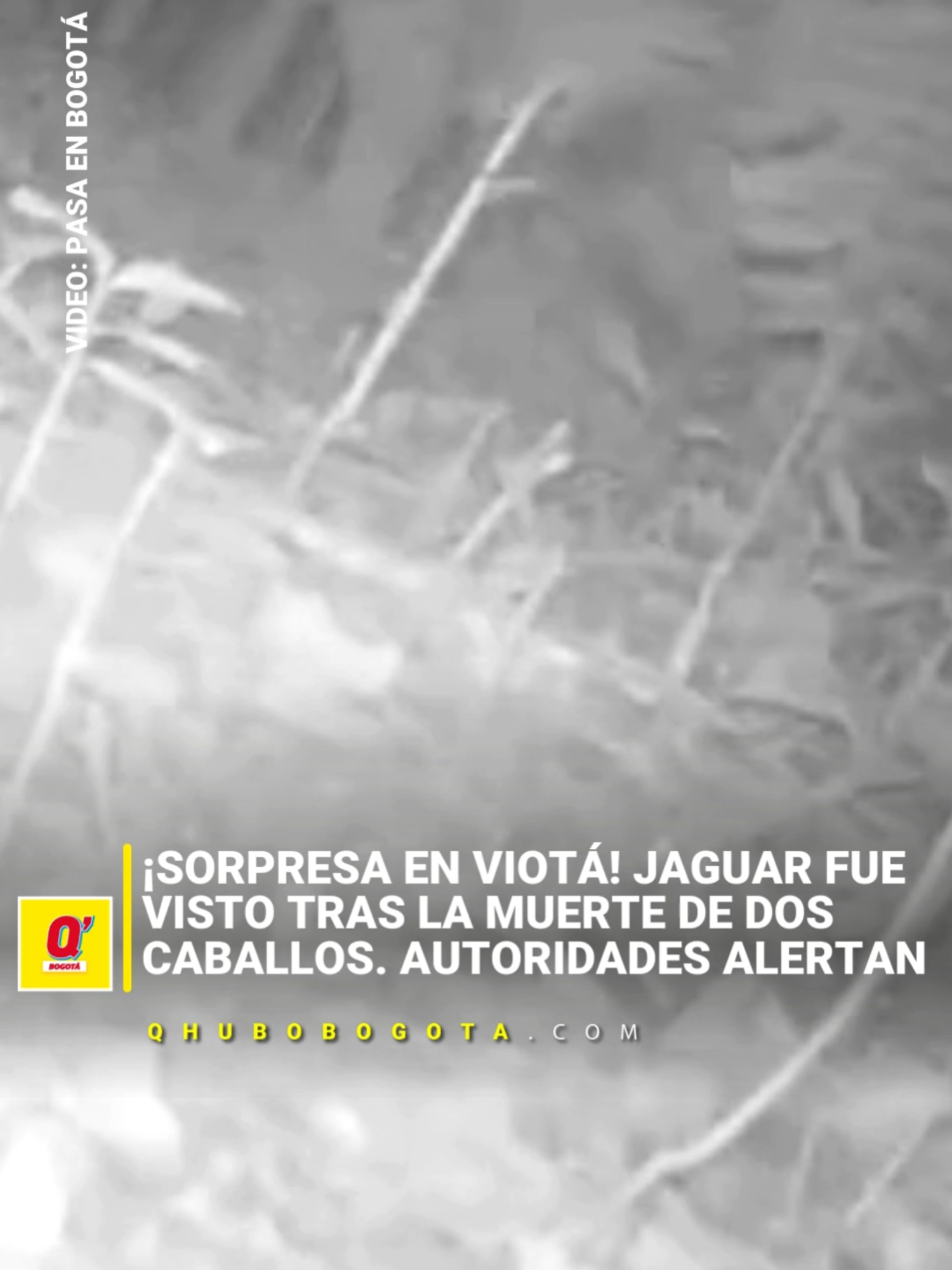 #MundoCurioso Un reciente avistamiento de jaguar cerca de la zona rural de Viotá ha generado alarma en el municipio, luego de que fueran encontrados dos caballos muertos, aparentemente atacados por el felino. Lea los detalles en el link de la biografía
