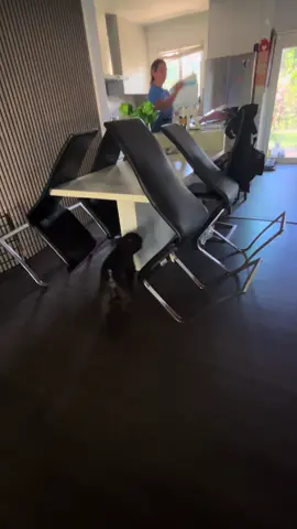 #frenchie#struggleisreal#frenchiesoftiktok 😢😩🤦🏼‍♀️