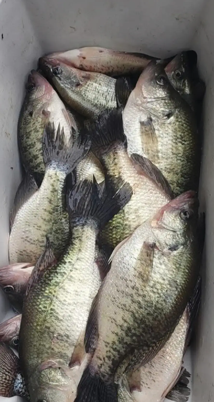 Good Week of crappie fishing in South Mississippi.. the crappie are in 6 to 12ft of water on structure.. I was using a 1/32on hair jig black and charturse. #crappiefishing #Mississippi #foryou #food #slabs #Outdoors 