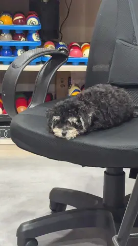 My sweet janu #vairalvideo #taiwan🇹🇼#cutepet#januaryfails #traveltiktok 