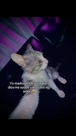 Yo madrugando para que dios me ayude con usted mi amor 😻 #gatostiktok #paratiiiiiiiiiiiiiiiiiiiiiiiiiiiiiii #amor #gato #fyp 