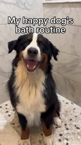 Do you think Buckeye enjoyed it? Our happy boy sheds enough to knit a whole sweater… 🫣😂 Thankfully @earthrated came through (like always). Their products smell amazing, work on every coat type, and actually help with shedding so our house isn’t wearing a fur coat. Find it in our Amazon storefront 🛁🐾 #earthratedpartner #dogbath #doggrooming #asmr #bernesemountaindog