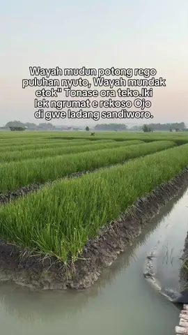 petani diakali lurr😇 #petanimuda #bawangmerahnganjuk #petanimilenial #petaniindonesia🇮🇩🇮🇩🇮🇩🌿🌿 