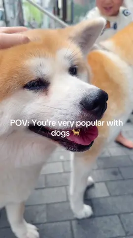 #fyp #dog #hachiko 
