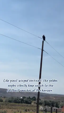 The golden eagles of northwestern Colorado are an imposing presence, all strength and grace, yet their silence is deeper than the shifting shadows of the range. #eagle #goldeneagle #coloradowildlife #sentinel 