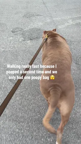 IYKYK 😂😂 jk my mums always  carries a bunch of bags #dog #funny #tiktokshop #trending #titktoktrends 