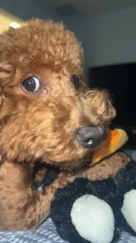 His side eye is so cute! My Baby Indy 🙌🏼🥰♥️ #fyp #poodle #indy #miniature #minipoodle 
