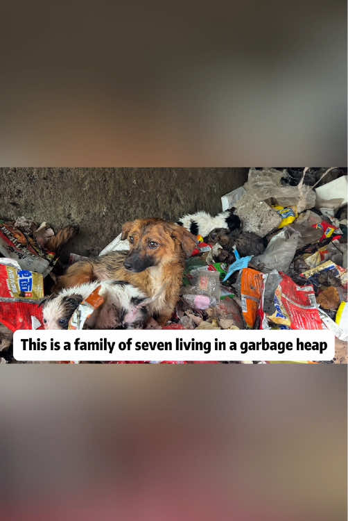Rescue a dog #rescue #animals #adoptdontshop  #petlover #garbagedump  #dog #cutedog #lovedogs #hopeforanimals #rubbish  #loveandcare #poor #momandbaby #poordog #kindnessmatters #pitiful #doginneed
