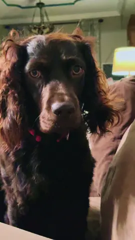 #boykinspaniel #dog #funnyanimals #puppy #humor 