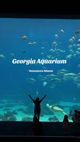 #thingstodoinatlanta #georgiaaquarium 