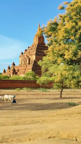 သူတို့လေးတွေရဲ့အိမ်ပြန်ချိန်  #bagan #foryoupage  #myanmartiktok🇲🇲🇲🇲  #၇၈၉-ပုဂံဓာတ်ပုံ