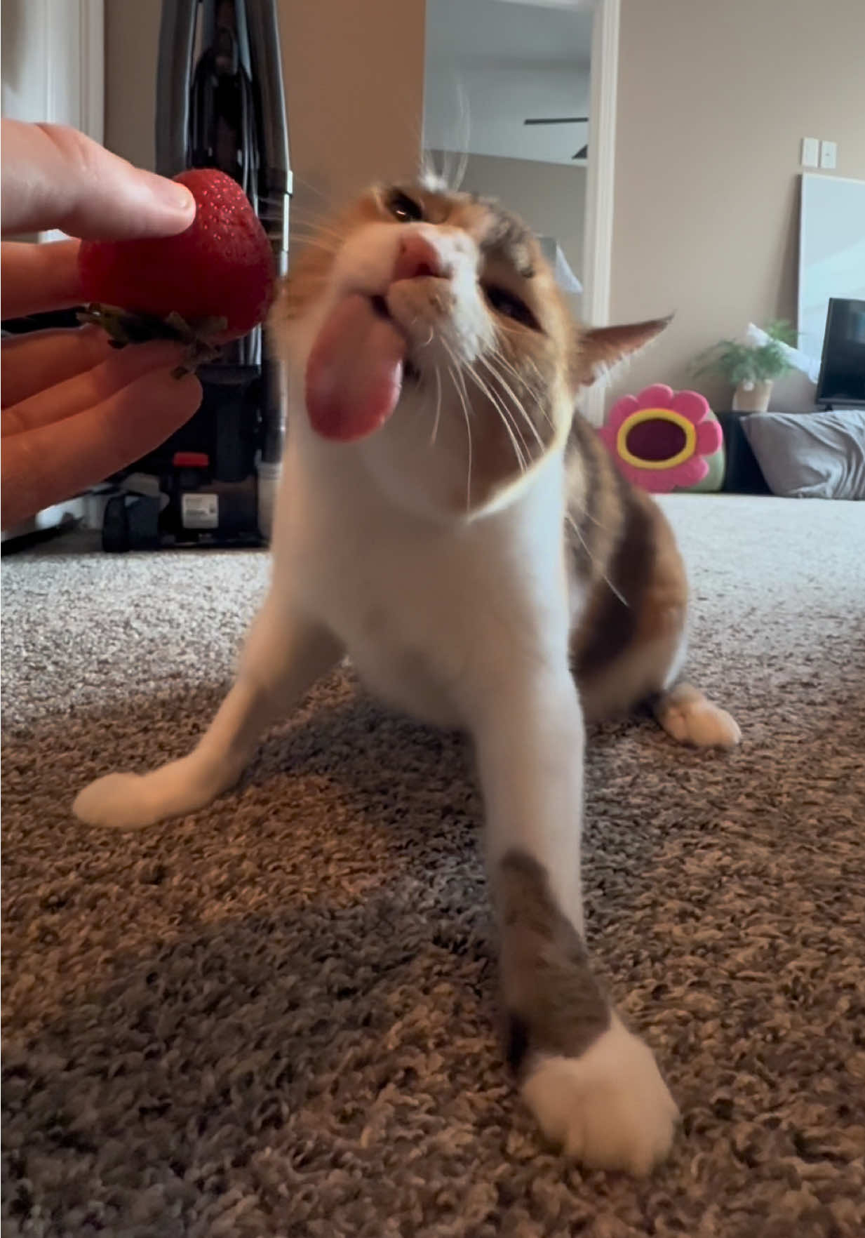 Wobbly cat + 🍓 ASMR #wobblycat #cerebellarhypoplasia #calico #catsoftiktok #asmr 