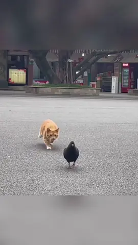 #cat#funny#catsoftiktok#foryou#fyp