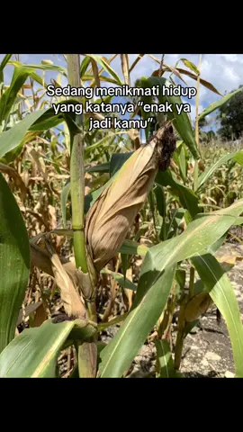 #petanigenz #petanijagung🌽 #petaniindonesia🇮🇩🇮🇩🇮🇩🌿🌿 