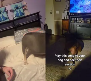 #duet with @Jess #americanbully 