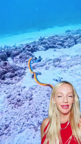 Nature break 🌊🌏🦎 #ribboneel #morayeel #naturebreak 