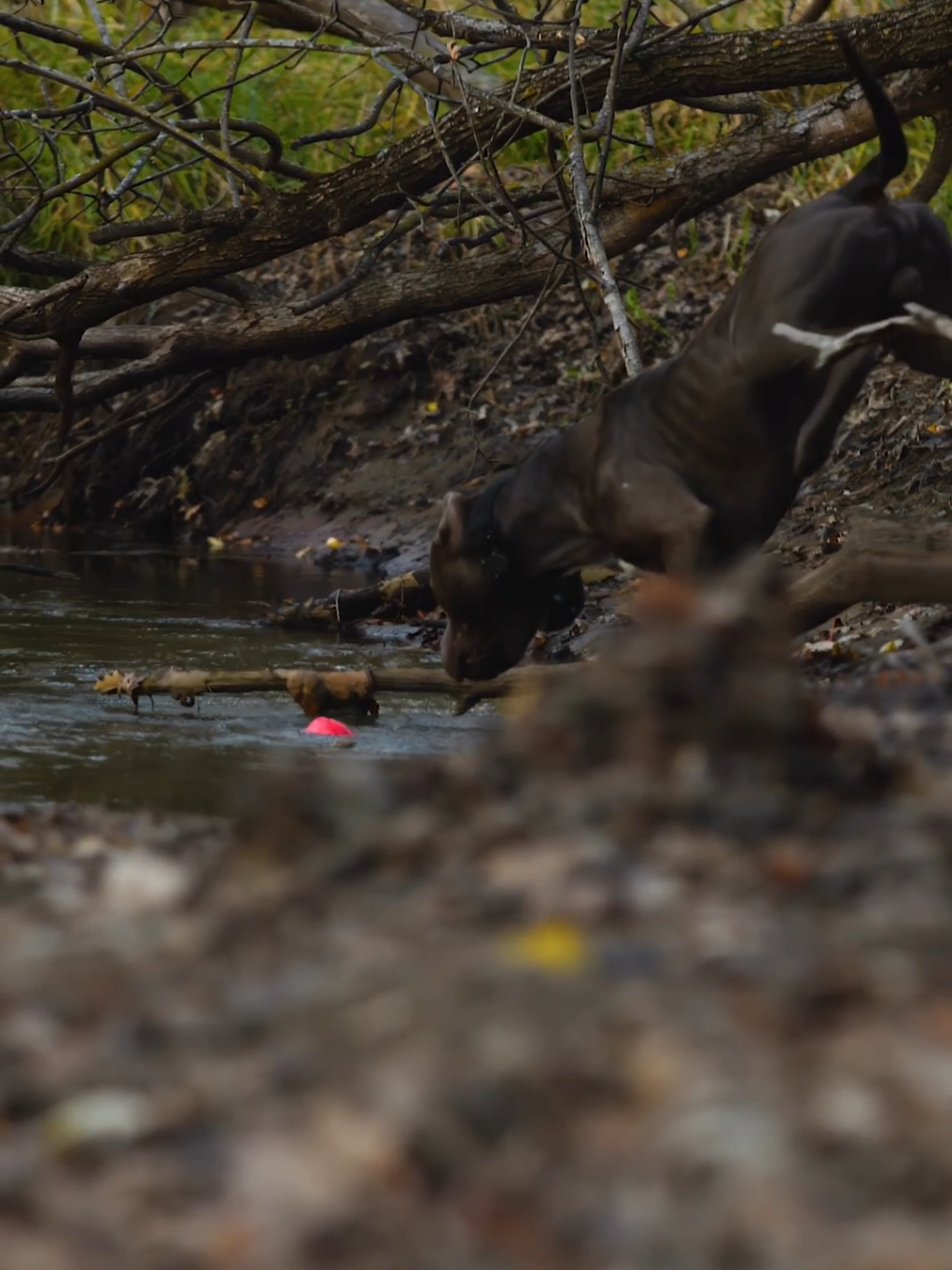 When you drop your toy in the creek but are too sissy to go in after it since you don't want to get wet 🤣👊🏼 . Big ole babyyyyy 🍰 . Filmed and edited by owner @roman_mpls 📽️🎬 . #merle_mansion_bullies #americanbullies #americanbully #xlbullies #xlamericanbully