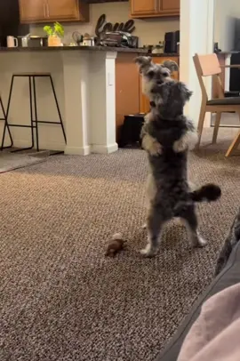 #funnyvideo#pets#dogs#viral#tiktok 